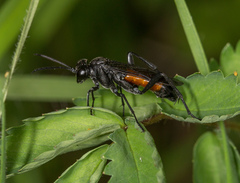 Macrophya annulata