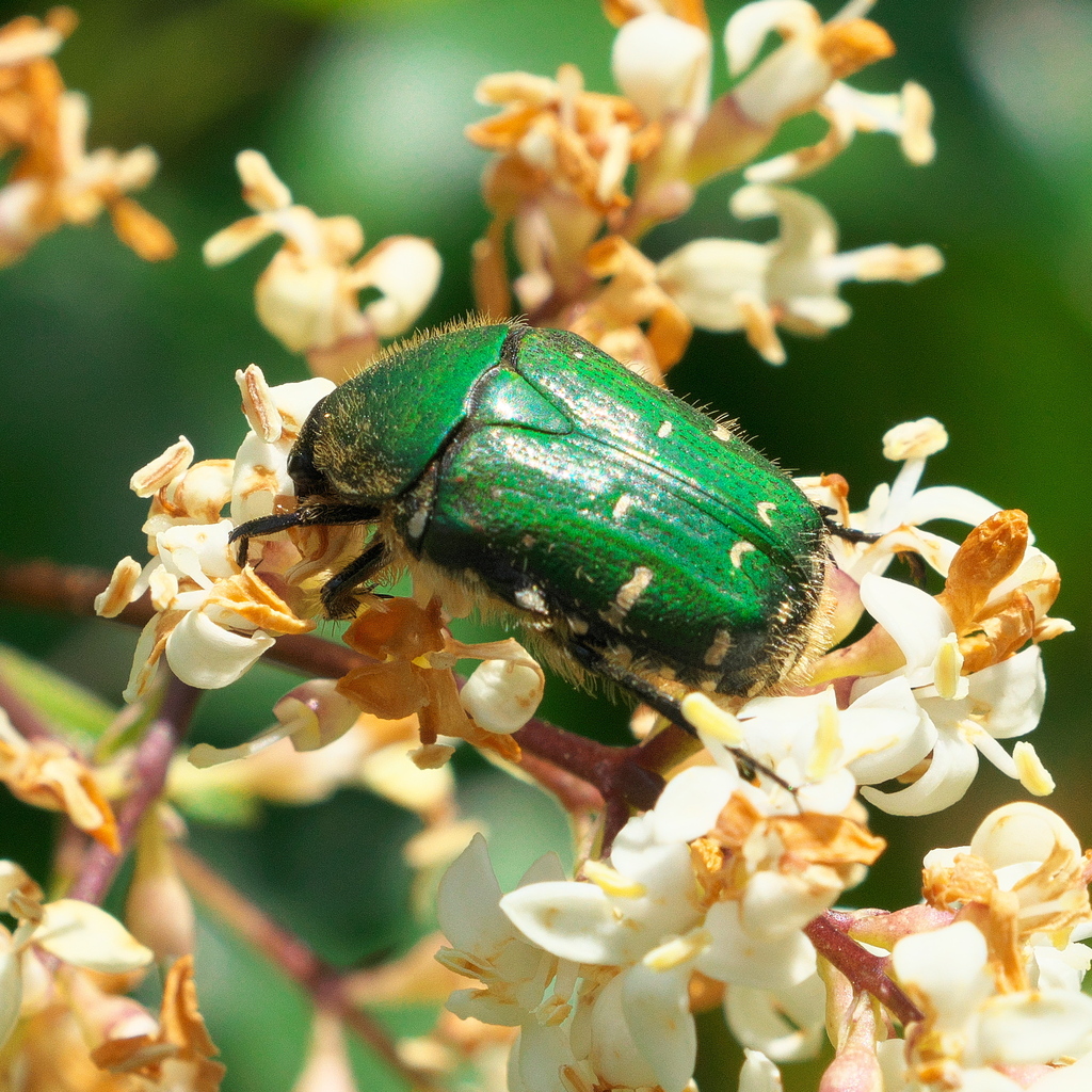 Blue Flower Chafer from Osaka Castle Park, Osaka, Japan on May 23, 2024 ...