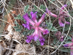 Astragalus shortianus