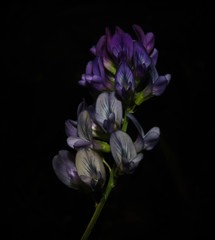 Medicago sativa sativa