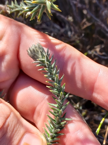 Image of Phylica harveyi by (c) Brian du Preez, some rights reserved (CC BY-SA)