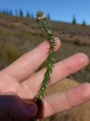 Image of Phylica harveyi by (c) Brian du Preez, some rights reserved (CC BY-SA)