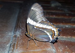 Siproeta epaphus trayja