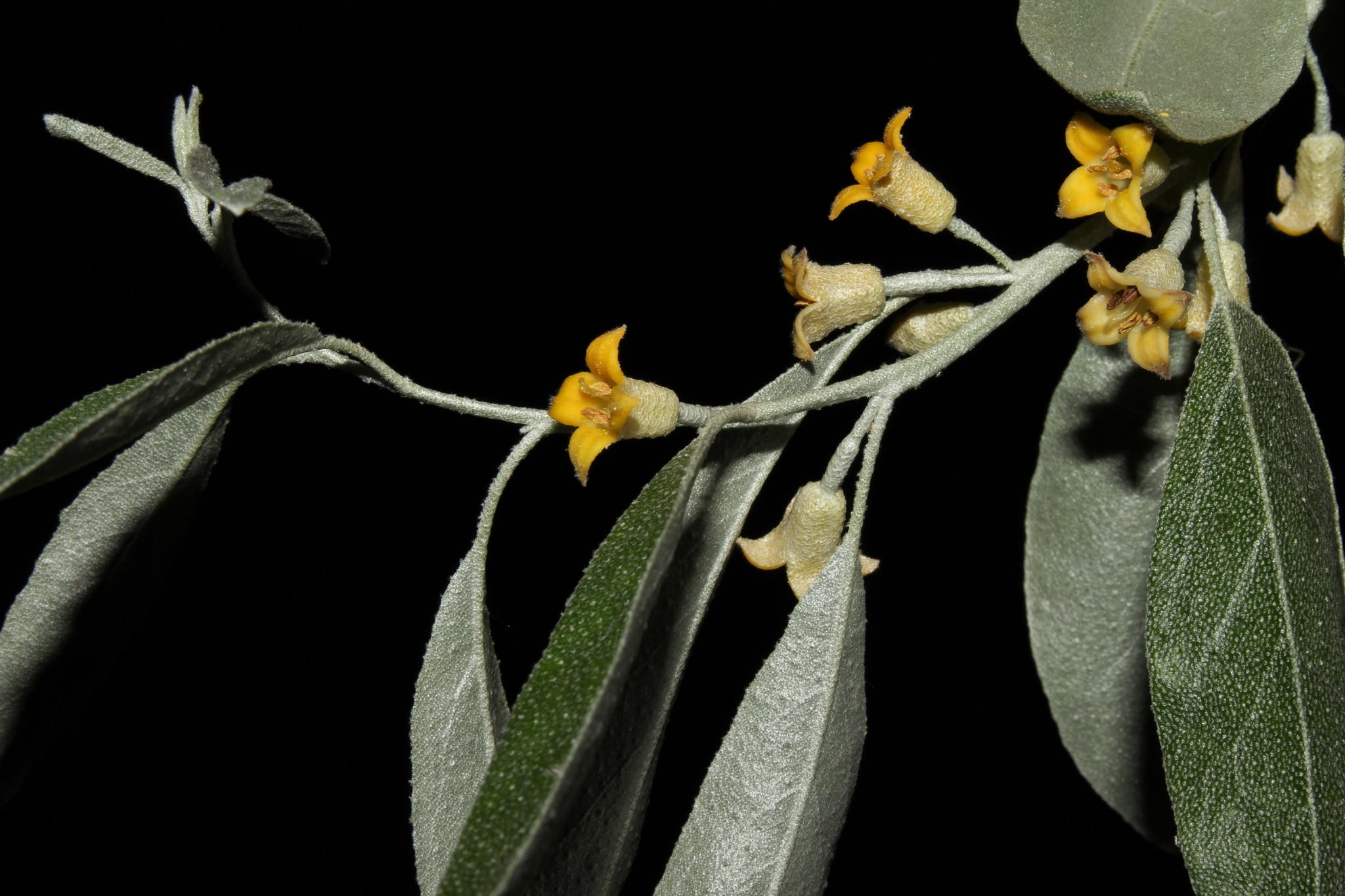 Árbol del Paraíso (Elaeagnus angustifolia) · Natusfera