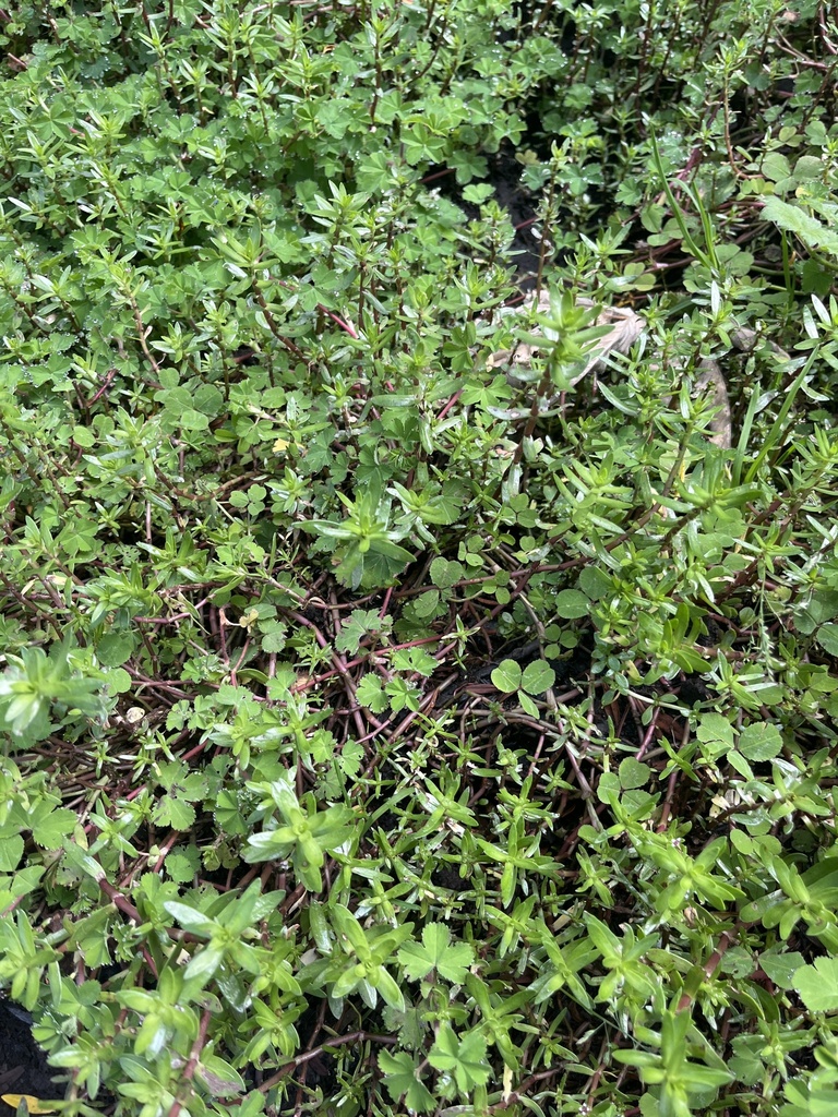Crassula granvikii, Volcans, RW-NO-MS, RW-NO, RW