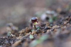Corybas cheesemanii