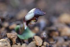 Corybas cheesemanii
