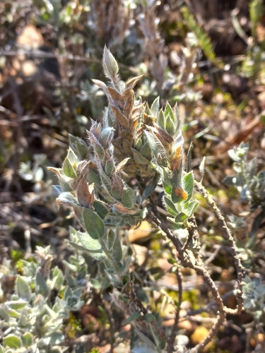 Paired Silverpea (Xiphotheca tecta)