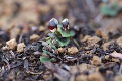 Corybas cheesemanii