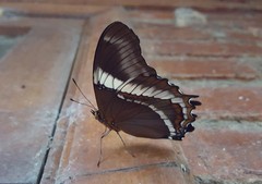 Siproeta epaphus trayja