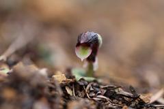 Corybas cheesemanii