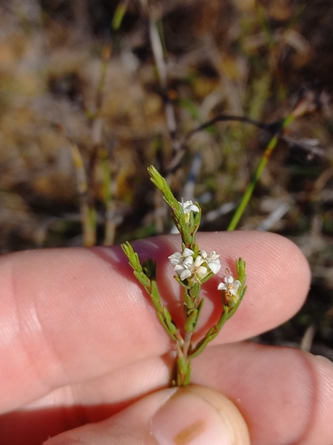 Image of Macrostylis decipiens by (c) Brian du Preez, some rights reserved (CC BY-SA)