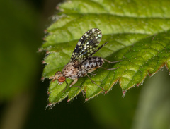 Trypetoptera punctulata