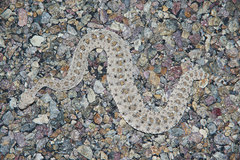 Crotalus cerastes laterorepens