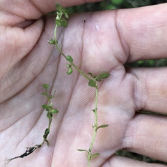 Lysimachia minima