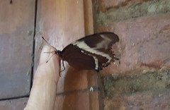 Siproeta epaphus trayja