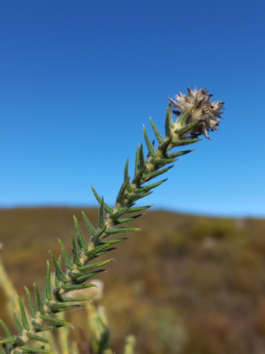 Image of Phylica harveyi by (c) Brian du Preez, some rights reserved (CC BY-SA)