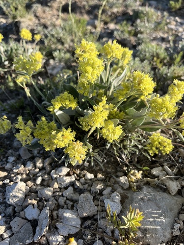 Yellow Buckwheat
