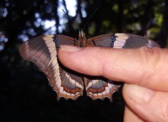 Siproeta epaphus trayja