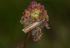 Crambus lathoniellus