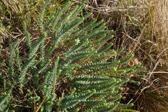 Linum monogynum monogynum