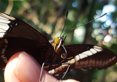 Siproeta epaphus trayja
