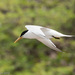 Cayenne Tern - Photo (c) Chris Harrison, some rights reserved (CC BY-NC), uploaded by Chris Harrison