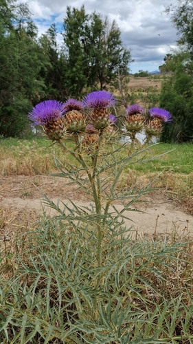 Avistamiento Alcaucil (alcachofa silvestre)