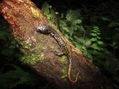 Pseudoeurycea lynchi