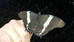 Siproeta epaphus trayja