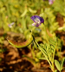 Astragalus nuttallianus micranthiformis