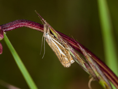 Crambus lathoniellus