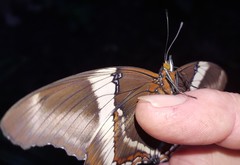 Siproeta epaphus trayja
