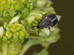 Bruchela suturalis