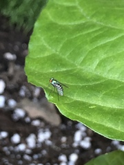 Condylostylus pruinosus