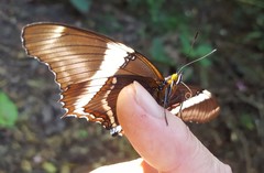 Siproeta epaphus trayja