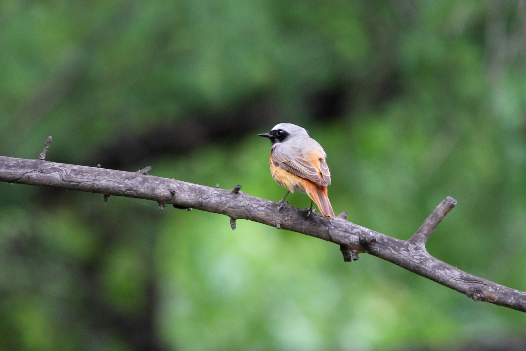 Common Redstart