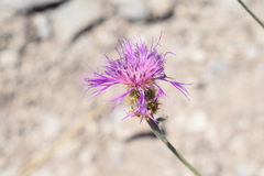 Psephellus czirkejensis