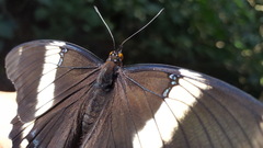 Siproeta epaphus trayja