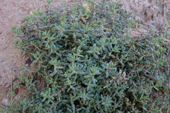 Suaeda novae-zelandiae