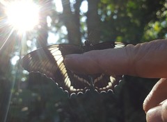 Siproeta epaphus trayja