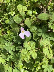 Impatiens burtonii, photograph Elliot Greiner, CC BY, iNaturalist via GBIF