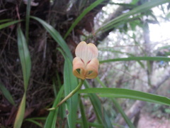 Maxillaria egertoniana