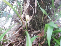 Maxillaria egertoniana