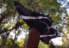 Siproeta epaphus trayja
