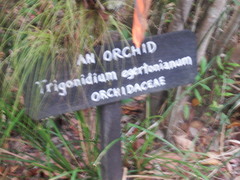 Maxillaria egertoniana