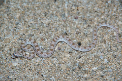 Phyllorhynchus decurtatus