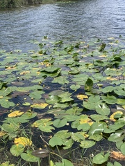Nuphar advena image