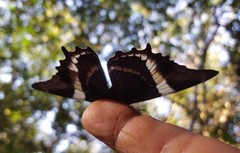 Siproeta epaphus trayja