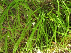 Arthropodium candidum